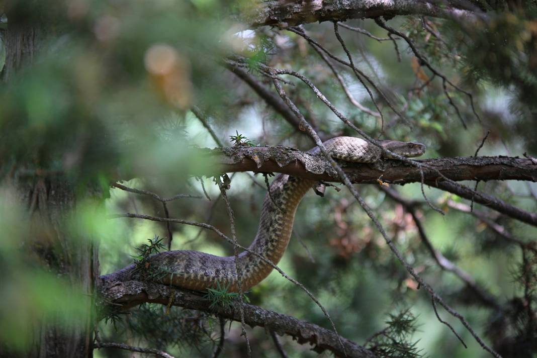 Türkiye'de görüldü! Koca engerek paniği 1